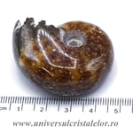 Amonit douvilleiceras