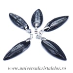 Pandantiv orthoceras