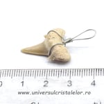 Pandantiv dinte de rechin