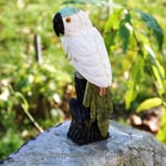 Papagal aragonit m11