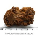 Coprolit broasca testoasa preistorica