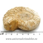 Amonit perisphinctes polisat