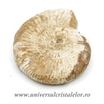 Amonit perisphinctes