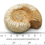 Amonit perisphinctes