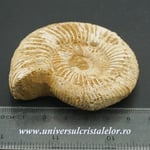 Amonit perisphinctes