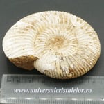 Amonit perisphinctes