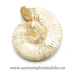 Amonit perisphinctes