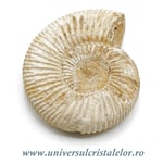 Amonit perisphinctes