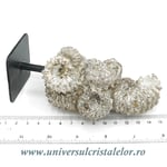 Amonit douvilleiceras pe suport de metal