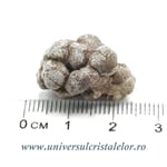 Coprolit de dinozaur