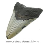 Dinte Megalodon