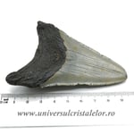 Dinte Megalodon