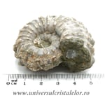 Amonit douvilleiceras