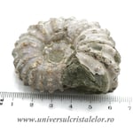 Amonit douvilleiceras