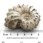 Amonit douvilleiceras