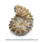 Amonit douvilleiceras