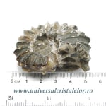 Amonit douvilleiceras