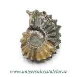 Amonit douvilleiceras