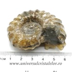 Amonit douvilleiceras