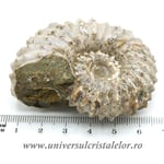 Amonit douvilleiceras