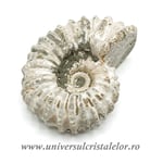 Amonit douvilleiceras