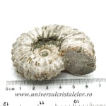 Amonit douvilleiceras