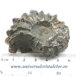 Amonit douvilleiceras slefuit