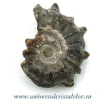 Amonit douvilleiceras