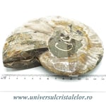 Amoniti cleoniceras pereche