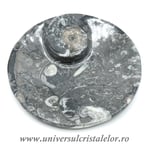 Orthoceras bol rotund