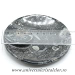 Orthoceras bol rotund