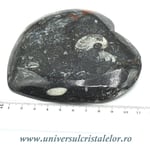 Orthoceras bol inima