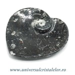 Orthoceras bol inima