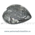 Orthoceras bol inima