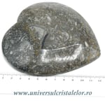 Orthoceras bol inima