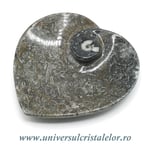 Orthoceras bol inima