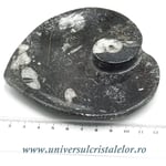 Orthoceras bol inima