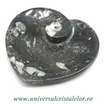 Orthoceras bol inima