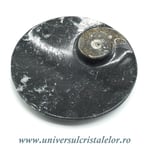 Orthoceras bol rotund