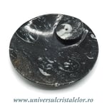 Orthoceras bol rotund