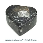 Caseta bijuterii orthoceras