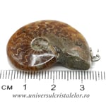 Pandantiv amonit cleoniceras