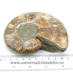 Amoniti cleoniceras pereche