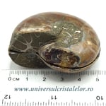 Amoniti cleoniceras pereche