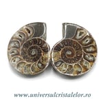 Amoniti cleoniceras pereche