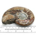 Amoniti cleoniceras pereche