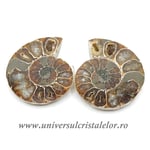 Amoniti cleoniceras pereche