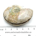 Amoniti cleoniceras pereche