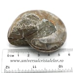 Amoniti cleoniceras pereche