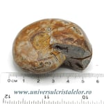 Amoniti cleoniceras pereche